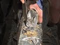 Wonderful donkey hoof trimming shorts