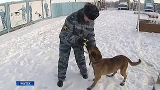 Клонированные собаки на службе в ИК 1 Клонированные собаки на службе в ИК 1
