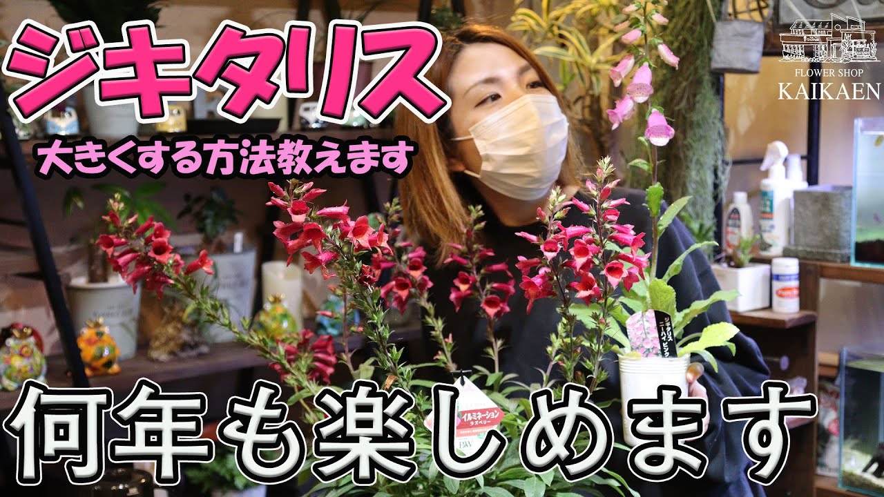 ジキタリス 育て方 管理方法 おうちでガーデニング 開花園チャンネル Youtube