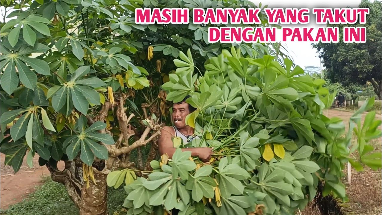 Ngarit Dadakan Daun Singkong Karet Untuk Kambing 65 Ekor 