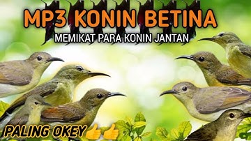 suara pikat burung Kolibri ninja betina! terbaik untuk memikat konin jantan