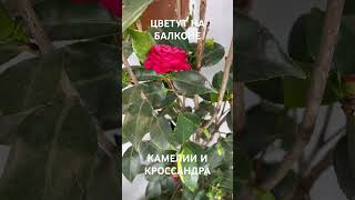 ЦВЕТУТ НА БАЛКОНЕ КАМЕЛИИ И КРОССАНДРА