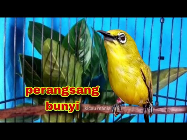 Suara Panggilan Burung Pleci Dakun Jantan untuk pancingan bunyi class=