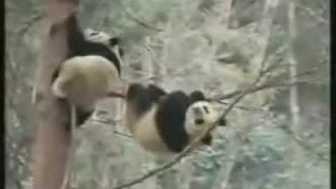Panda Falling Out Of Tree - Funny Videos (Do not watch if retarded)
