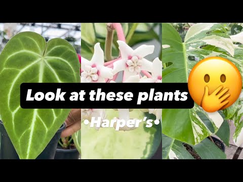 This Plant Shopping Had Me Gasping Harper S Newest Arrivals