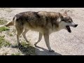 狼犬を天日干しするとこうなる