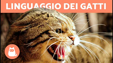 Come capire il linguaggio dei gatti?