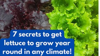 7 secrets to get lettuce to grow year round in any climate!