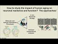 Role of proteostasis and organelle homeostasis in brain resilience during aging