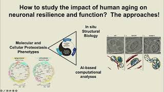 Role of proteostasis and organelle homeostasis in brain resilience during aging