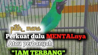 How to shape the mentality of a green cucak or semi-fighter bird
