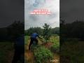 tabur pupuk dibawah tajuk kanopi daun dengan pupuk padat#daun #video #farmingtips#farming #pertanian