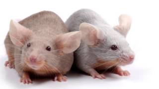 Professional Pest Control | Folsom, CA - 49er Termite & Pest Control