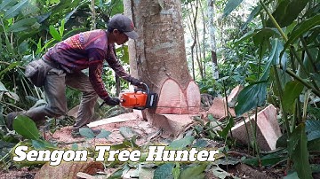 STHIL MS 382, Amazing fastest skill huge tree felling with chainsaw,dangerous stihl chainsaw cutting