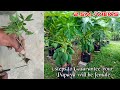           3 steps to grow female papaya plant