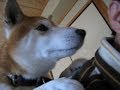 一生懸命肩たたきする 親孝行な柴犬ちゃめ
