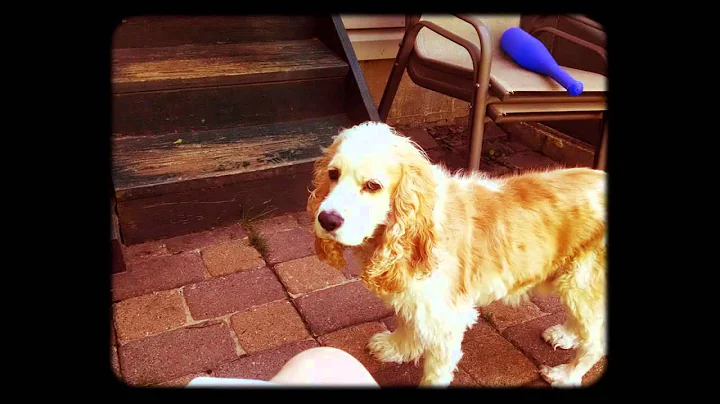 My Baby Bing