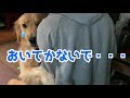 留守番はこの世の終わりみたいな顔で拒否してくる愛犬