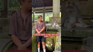 Monkey Gets Angry After Man Touches Its Tail