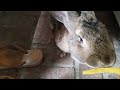 Flemish Giant bunny venting his FRUSTRATION on the mango skin pieces.