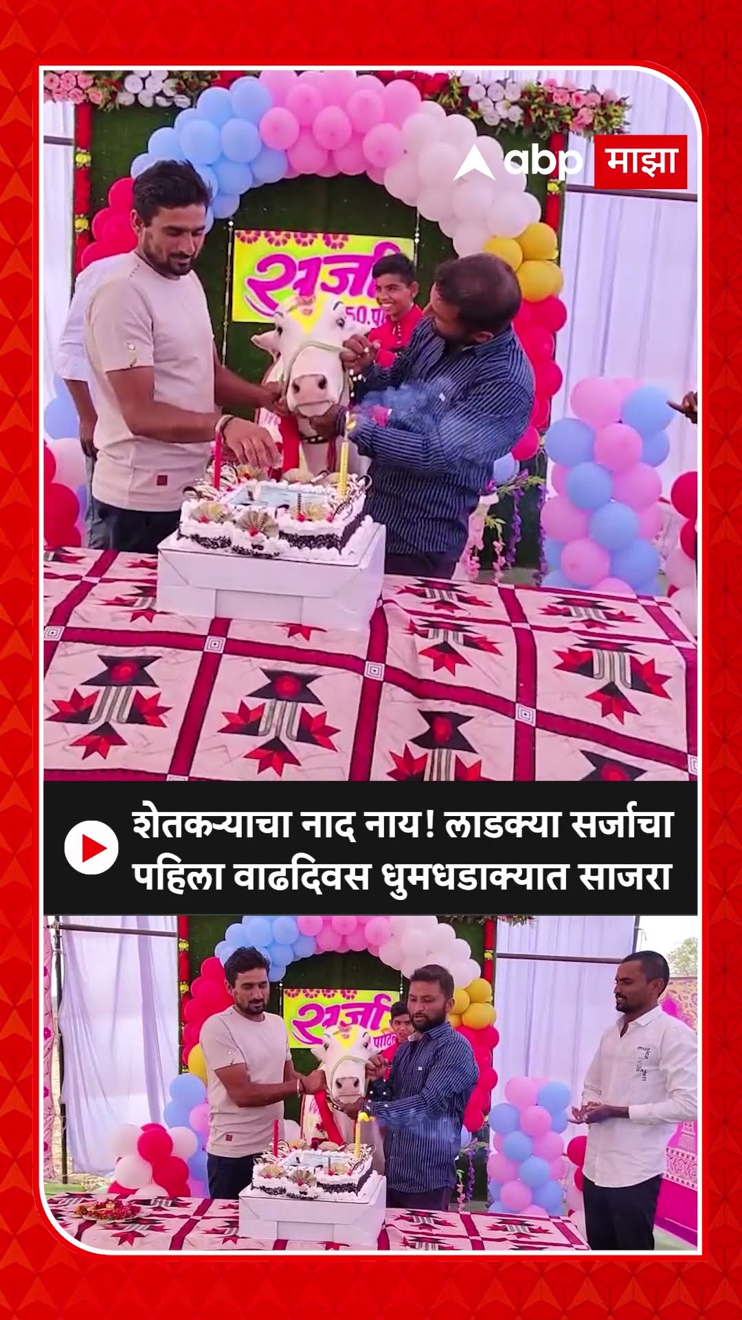 Buldhana Calf Birthday : शेतकऱ्याचा नाद नाय! लाडक्या सर्जाचा पहिला वाढदिवस धुमधडाक्यात साजरा