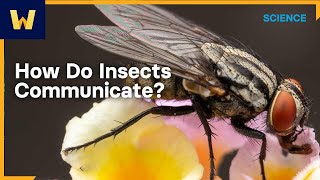 How Do Insects Communicate? The Science of Entomology