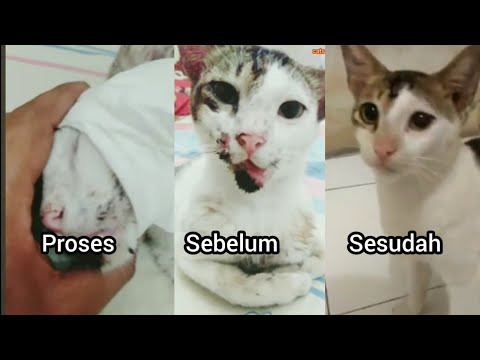 Cara urut Rahang Kucing Yang Geser Akibat Kecelakaan