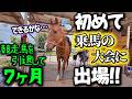 はじめての障害馬術の大会に出場!!出番前に少し緊張気味の引退競走馬アズ君【ツルマルボーイ様のシモベ】