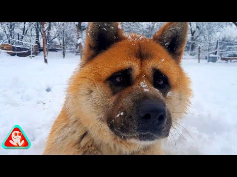 Video: Poveste de câine