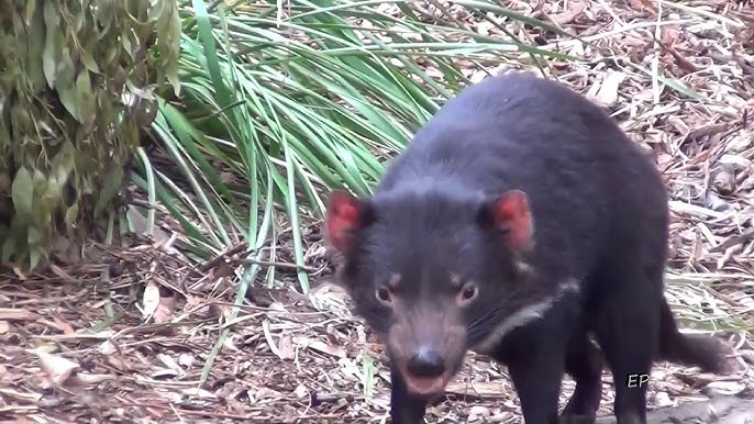 tasmanian devil spinning video