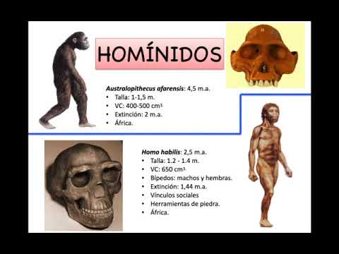 Vídeo: Diferencia Entre Homínido Y Homínido