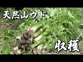 東北牧場に自生する天然山ウドを収穫します