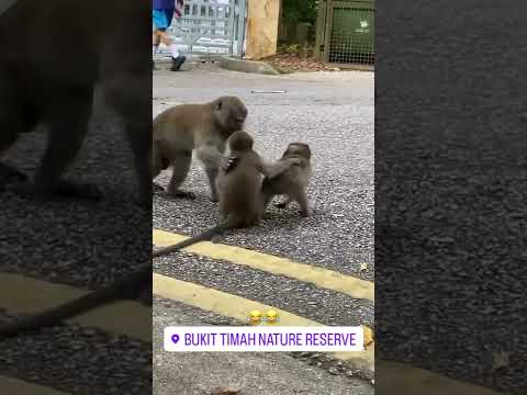 Video: ¿Singapur tiene macacos?