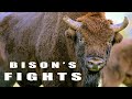 Fighting animals during rutting season. European bison