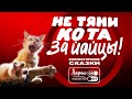 Не тяни кота за яйца | СВОБОДНЫЕ УШИ: езда по ушам и лучшие смешные приколы над коллекторами