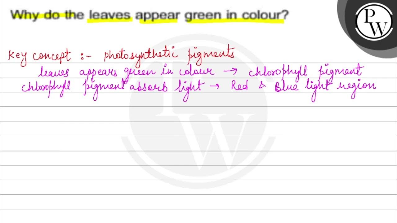 Why do the leaves appear green in colour? \( \mathrm{PW} \) YouTube