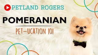 Everything you need to know about Pomeranian puppies! by Petland Rogers 5 views 8 months ago 1 minute, 7 seconds