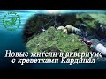 Новые жители в аквариуме с креветками Кардинал