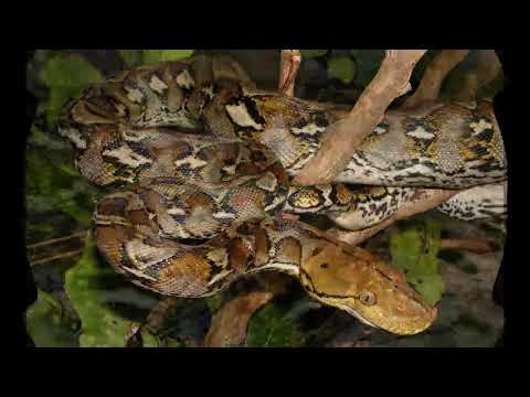 World Of Animals: Reticulated Python