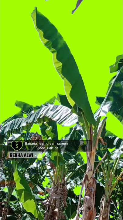 pohon pisang bergerak green screen video #shorts video - PartRR