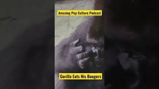 Gorilla Eats His Boogers!