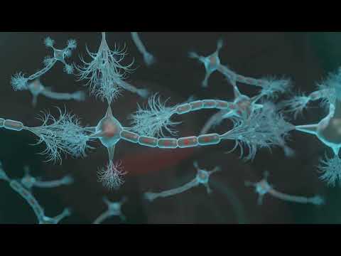 видео: Neurogenesis