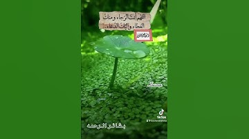 الرحمن علم القرآن خلق الانسان علمه البيان #قران #قران_كريم #quran #تلاوات #تلاوة_