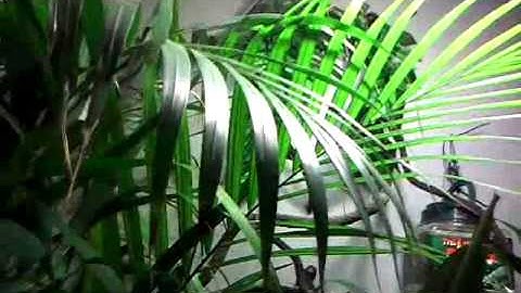 DIY fogger system for reptiles