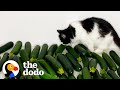 Cat meets cucumber and instantly falls in love  the dodo cat crazy