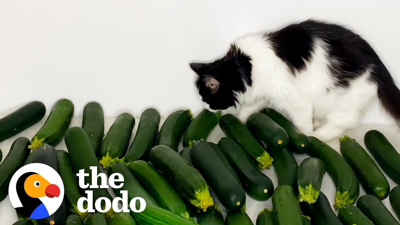 Cat Meets Cucumber And Instantly Falls In Love | The Dodo Cat Crazy -  Youtube