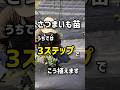 さつまいも苗、うちでは3ステップでこう植えます