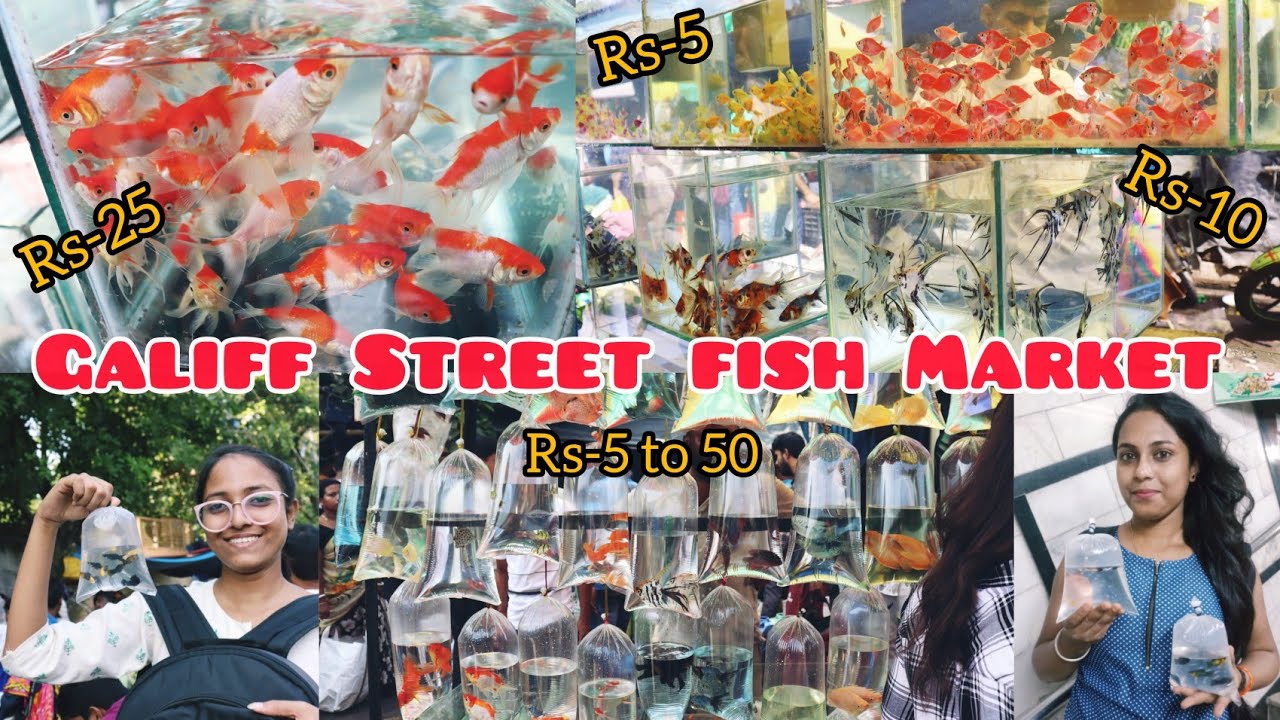 Galiff Street Fish Market Recent Price Cheapest Price Fish Market