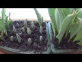 Рост тюльпанов в процессе выгонки. Наблюдение за ростом. (серия 3)