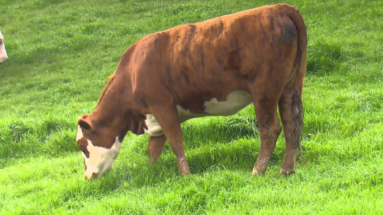 lamborghini aventador price B+LNZ Dairy Beef Integration – an interview on Rural Delivery